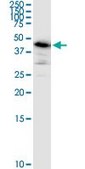 Monoclonal Anti-ARMC6 antibody produced in mouse clone 2H8, purified immunoglobulin, buffered aqueous solution