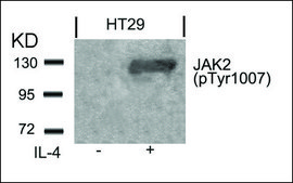 Anti-phospho-JAK2 (pTyr1007) antibody produced in rabbit affinity isolated antibody