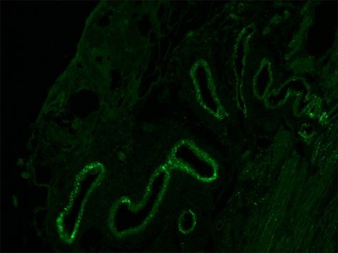 Anti-Mouse IgG (Fc specific) F(ab&#8242;)2 fragment&#8722;FITC antibody produced in goat affinity isolated antibody, buffered aqueous solution