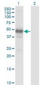 Monoclonal Anti-LHX2, (N-terminal) antibody produced in mouse clone 1E6, purified immunoglobulin, buffered aqueous solution