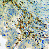 Anti-phospho-PAK3 (pSer154) antibody produced in rabbit affinity isolated antibody