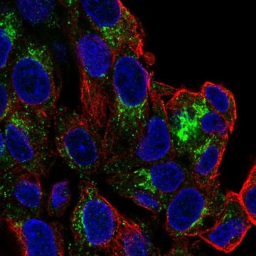 Anti-SLC6A4 antibody produced in rabbit Prestige Antibodies&#174; Powered by Atlas Antibodies, affinity isolated antibody