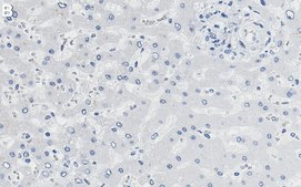 Anti-p-PDHA1-Ser232 Antibody, clone 2D5 ZooMAb&#174; Rabbit Monoclonal recombinant, expressed in HEK 293 cells