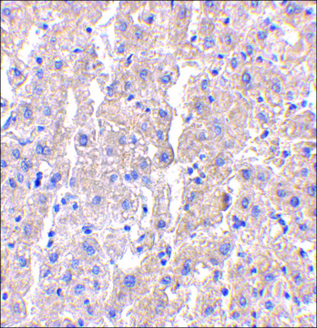 Anti-DRAM (ab2) antibody produced in rabbit affinity isolated antibody, buffered aqueous solution