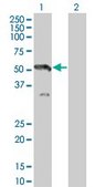 Monoclonal Anti-MAP2K7 antibody produced in mouse clone 2C12, purified immunoglobulin, buffered aqueous solution