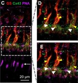 Anti-Glutamine Synthetase Antibody, clone GS-6 clone GS-6, Chemicon&#174;, from mouse