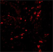 Anti-LAMP-1 antibody produced in rabbit affinity isolated antibody, buffered aqueous solution