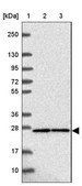 Anti-GADD45GIP1 antibody produced in rabbit Prestige Antibodies&#174; Powered by Atlas Antibodies, affinity isolated antibody, buffered aqueous glycerol solution