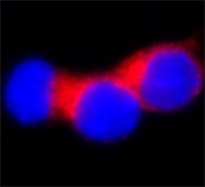 Anti-Insulin antibody, Mouse monoclonal clone K36AC10, purified from&nbsp;hybridoma&nbsp;cell culture