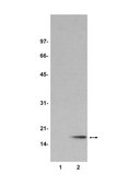 Anti-dimethyl-Histone H3 (Lys9) Antibody Upstate&#174;, from rabbit