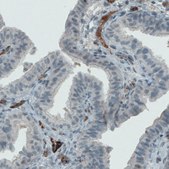 Monoclonal Anti-VWF antibody produced in mouse Prestige Antibodies&#174; Powered by Atlas Antibodies, clone CL1950, purified immunoglobulin, buffered aqueous glycerol solution
