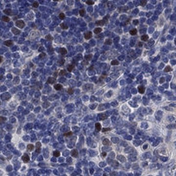 Anti-E2F8 antibody produced in rabbit Prestige Antibodies&#174; Powered by Atlas Antibodies, affinity isolated antibody, buffered aqueous glycerol solution