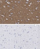 Anti-GAP43 Antibody, clone 1D6 , ZooMAb&#174; Rabbit Monoclonal recombinant, expressed in HEK 293 cells