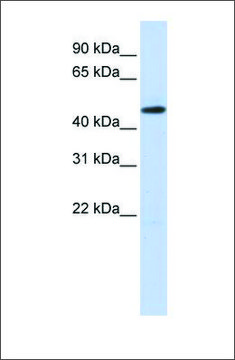 Anti-TEAD2 antibody produced in rabbit affinity isolated antibody