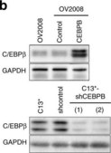 Anti-C/EBP-&#946; antibody produced in rabbit affinity isolated antibody