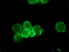 Anti-Mouse IgG (Fc specific)–FITC antibody produced in goat affinity isolated antibody, buffered aqueous solution