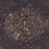 Anti-BST2 antibody produced in rabbit Prestige Antibodies&#174; Powered by Atlas Antibodies, affinity isolated antibody, buffered aqueous glycerol solution