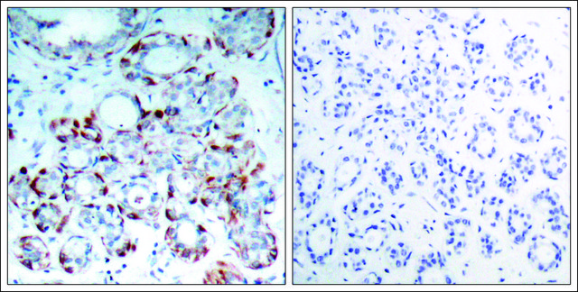 Anti-phospho-BCL2L11 (pSer69) antibody produced in rabbit affinity isolated antibody