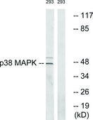 Anti-p38 MAPK antibody produced in rabbit affinity isolated antibody