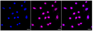 Anti PKC theta Antibody, clone 23GB4105, Rabbit Monoclonal clone 23GB4105, recombinant rabbit monoclonal, expressed in HEK293 cells