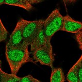 Anti-FAM124A antibody produced in rabbit Prestige Antibodies&#174; Powered by Atlas Antibodies, affinity isolated antibody, buffered aqueous glycerol solution