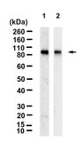 Anti-Mitofusin-1 Antibody, clone 1I7 ZooMAb&#174; Rabbit Monoclonal recombinant, expressed in HEK 293 cells