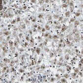 Anti-BNIP3L antibody produced in rabbit Prestige Antibodies&#174; Powered by Atlas Antibodies, affinity isolated antibody, buffered aqueous glycerol solution