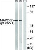 Anti-phospho-MAP2K7 (pSer271) antibody produced in rabbit affinity isolated antibody