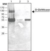 Anti-O-GlcNAcase (OGA) (C-terminal region) antibody produced in rabbit ~1.5&#160;mg/mL, affinity isolated antibody