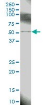 Anti-BIRC4 antibody produced in mouse purified immunoglobulin, buffered aqueous solution