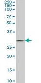 Monoclonal Anti-UCP1 antibody produced in mouse clone 4B7, purified immunoglobulin, buffered aqueous solution