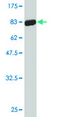 Monoclonal Anti-CASQ2, (C-terminal) antibody produced in mouse clone 1C6, purified immunoglobulin, buffered aqueous solution