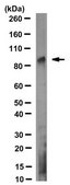 Anti-KAT2A (GCN5) Antibody, clone 2GC-2C11 clone 2GC-2C11, from mouse