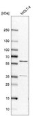 Anti-RAP1GDS1 antibody produced in rabbit affinity isolated antibody, buffered aqueous glycerol solution