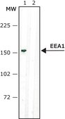 Anti-Early Endosomal Antigen 1 (C-terminal) antibody produced in rabbit ~1&#160;mg/mL, affinity isolated antibody, buffered aqueous solution