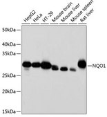 Anti-NQO1 antibody produced in rabbit
