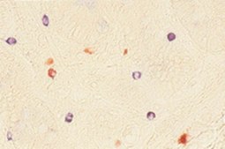 Anti-Tryptase Antibody, Mast Cell, clone G3 clone G3, Chemicon&#174;, from mouse