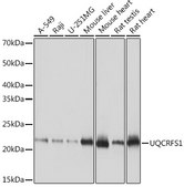 Anti-UQCRFS1 Antibody, clone 0O9Z10, Rabbit Monoclonal