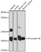 Anti-Oncostatin M Antibody, clone 8O8K9, Rabbit Monoclonal