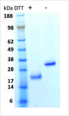 BMP-4 human recombinant, expressed in HEK 293 cells, &#8805;95% (SDS-PAGE)