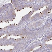Anti-DNAH9 antibody produced in rabbit Prestige Antibodies&#174; Powered by Atlas Antibodies, affinity isolated antibody, buffered aqueous glycerol solution