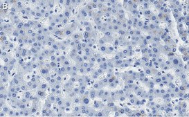 Anti-HNF-4alpha Antibody, clone 4C19 ZooMAb&#174; Rabbit Monoclonal recombinant, expressed in HEK 293 cells