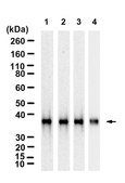 Anti-LDH-A Antibody, clone 1I7 ZooMAb® Rabbit Monoclonal recombinant, expressed in HEK 293 cells