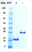 BMP-2 human recombinant, expressed in HEK 293 cells, &#8805;95% (SDS-PAGE)