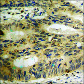 Anti-phospho-AurA (pSer342) antibody produced in rabbit affinity isolated antibody