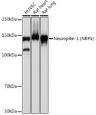 Anti-Neuropilin-1 (NRP1) Antibody, clone 9W1C10, Rabbit Monoclonal