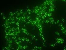Enterococcus faecium FISH probe &#8211; ATTO 488 Probe for fluorescence in situ hybridization (FISH), 20&#181;M in water