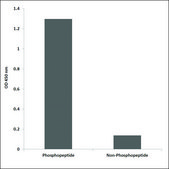 Anti-phospho-AML1 (pSer435) antibody produced in rabbit affinity isolated antibody