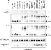 Anti-Presenilin-1 Antibody, NT, clone hPS1-NT culture supernatant, clone hPS1-NT, Chemicon&#174;