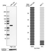 Anti-SLC16A1 antibody produced in rabbit Prestige Antibodies&#174; Powered by Atlas Antibodies, affinity isolated antibody, buffered aqueous glycerol solution